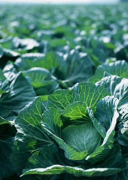 时鲜蔬果 5-蔬菜图片 download by alixixi.com